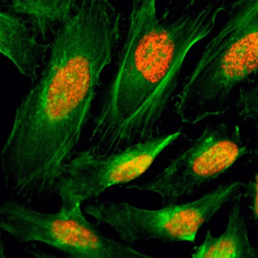 Anti-Histone H4 antibody [RM212] (ab222763) | Abcam