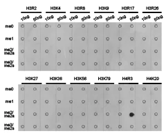 Dot Blot - Anti-Histone H4 (asymmetric di methyl R3) antibody (AB194683)