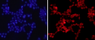 Immunocytochemistry/ Immunofluorescence - Anti-Histone H4 (asymmetric di methyl R3) antibody (AB194683)