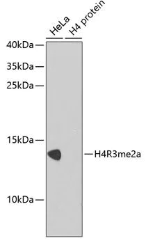 Western blot - Anti-Histone H4 (asymmetric di methyl R3) antibody (AB194683)