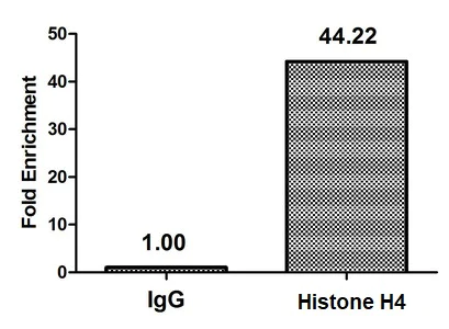 ChIP - Anti-Histone H4 (butyryl K12) antibody (AB241120)