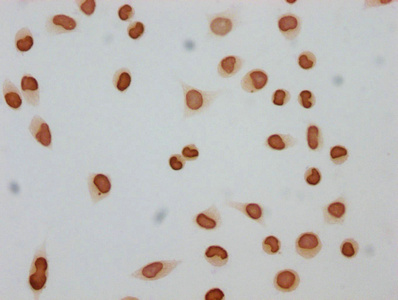 Immunocytochemistry - Anti-Histone H4 (butyryl K12) antibody (AB241120)