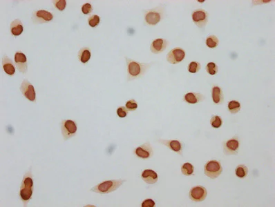 Immunocytochemistry - Anti-Histone H4 (butyryl K12) antibody (AB241120)