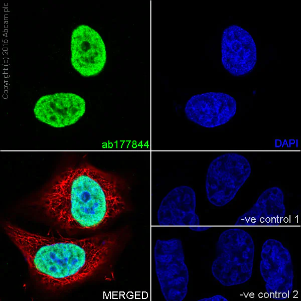 Immunocytochemistry/ Immunofluorescence - Anti-Histone H4 (crotonyl K5) antibody [EPR17903] (AB177844)