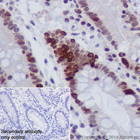 Immunohistochemistry (Formalin/PFA-fixed paraffin-embedded sections) - Anti-Histone H4 (crotonyl K5) antibody [EPR17903] (AB177844)