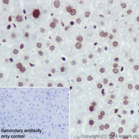 Immunohistochemistry (Formalin/PFA-fixed paraffin-embedded sections) - Anti-Histone H4 (crotonyl K5) antibody [EPR17903] (AB177844)