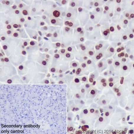 Immunohistochemistry (Formalin/PFA-fixed paraffin-embedded sections) - Anti-Histone H4 (crotonyl K5) antibody [EPR17903] (AB177844)