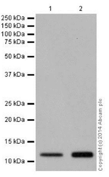 Western blot - Anti-Histone H4 (crotonyl K5) antibody [EPR17903] (AB177844)