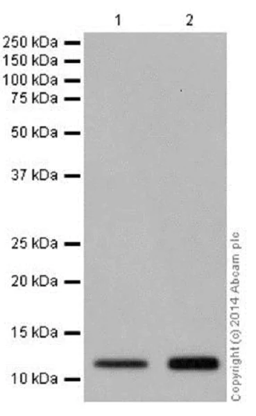 Western blot - Anti-Histone H4 (crotonyl K5) antibody [EPR17903] (AB177844)