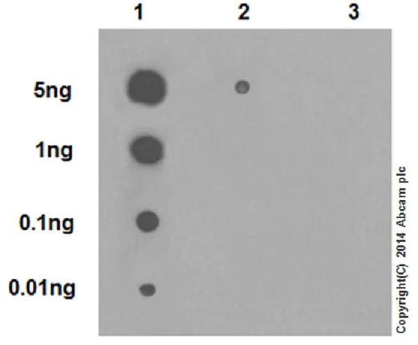 Dot Blot - Anti-Histone H4 (crotonyl K5) antibody [EPR17903] - BSA and Azide free (AB250002)