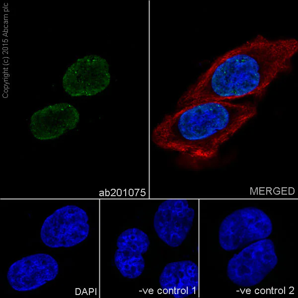 Immunocytochemistry/ Immunofluorescence - Anti-Histone H4 (crotonyl K8) antibody [EPR17905(R)] - BSA and Azide free (AB251336)