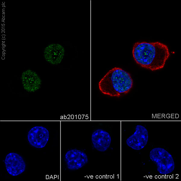 Immunocytochemistry/ Immunofluorescence - Anti-Histone H4 (crotonyl K8) antibody [EPR17905(R)] - BSA and Azide free (ab251336), expandable thumbnail