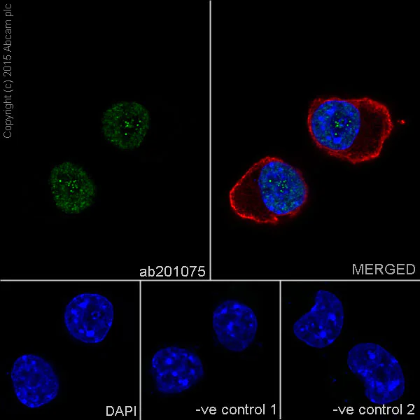 Immunocytochemistry/ Immunofluorescence - Anti-Histone H4 (crotonyl K8) antibody [EPR17905(R)] - BSA and Azide free (AB251336)