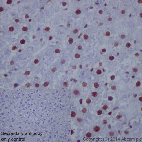Immunohistochemistry (Formalin/PFA-fixed paraffin-embedded sections) - Anti-Histone H4 (crotonyl K8) antibody [EPR17905(R)] - BSA and Azide free (AB251336)