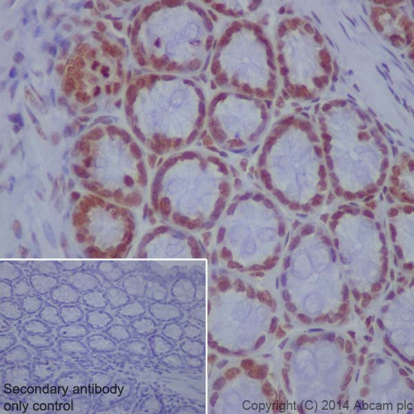 Immunohistochemistry (Formalin/PFA-fixed paraffin-embedded sections) - Anti-Histone H4 (crotonyl K8) antibody [EPR17905(R)] - BSA and Azide free (AB251336), expandable thumbnail