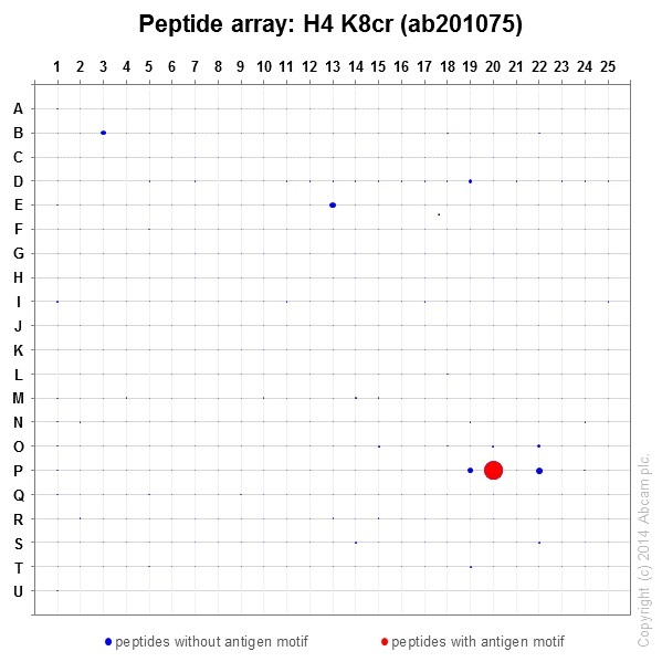 Peptide Array - Anti-Histone H4 (crotonyl K8) antibody [EPR17905(R)] - BSA and Azide free (AB251336), expandable thumbnail
