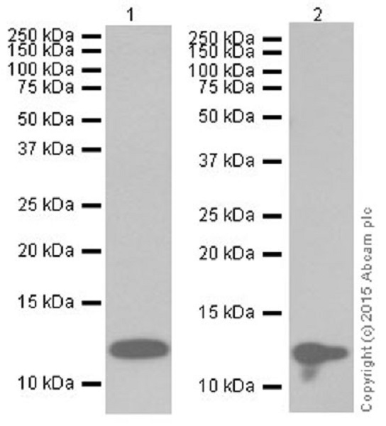 Western blot - Anti-Histone H4 (crotonyl K8) antibody [EPR17905(R)] - BSA and Azide free (AB251336), expandable thumbnail