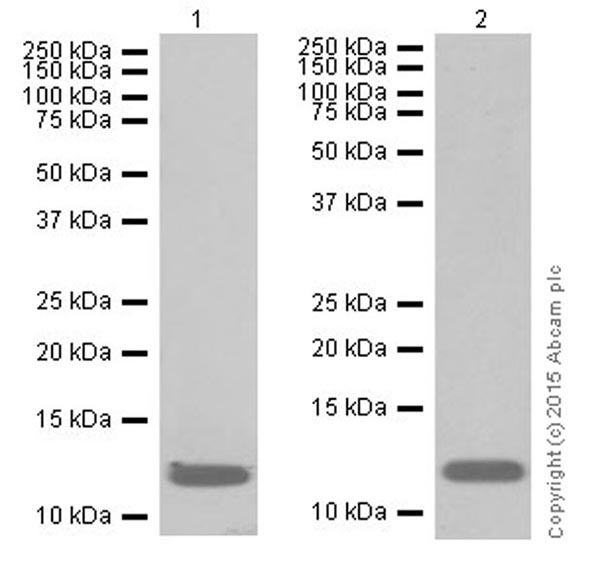 Western blot - Anti-Histone H4 (crotonyl K8) antibody [EPR17905(R)] - BSA and Azide free (AB251336), expandable thumbnail