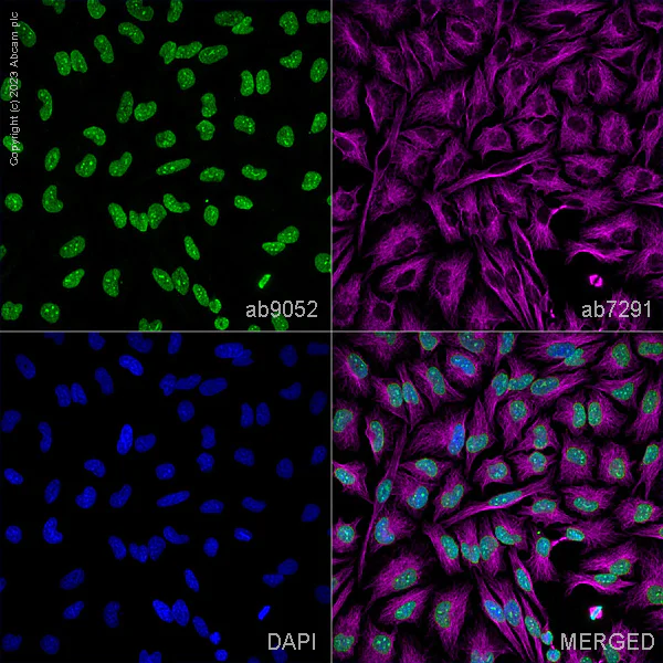 Immunocytochemistry/ Immunofluorescence - Anti-Histone H4 (di methyl K20) antibody (AB9052)