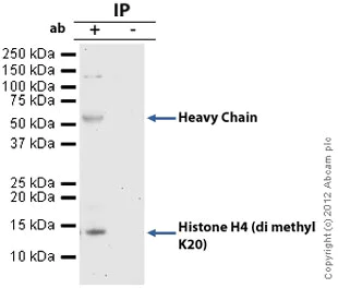 Immunoprecipitation - Anti-Histone H4 (di methyl K20) antibody (AB9052)