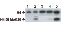 Western blot - Anti-Histone H4 (di methyl K20) antibody (AB9052)