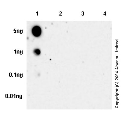 Dot Blot - Anti-Histone H4 (di methyl K20) antibody [EPR28338-29] (ab320813), expandable thumbnail
