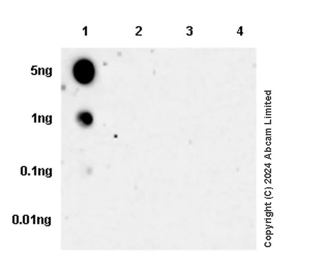 Dot Blot - Anti-Histone H4 (di methyl K20) antibody [EPR28338-29] (AB320813)