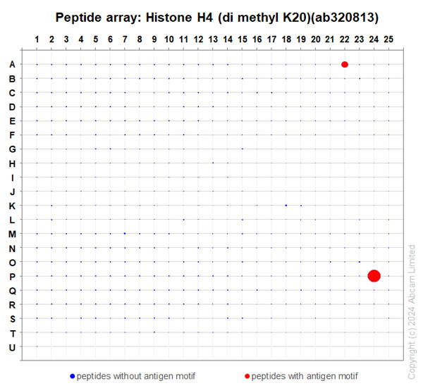 Peptide Array - Anti-Histone H4 (di methyl K20) antibody [EPR28338-29] (AB320813), expandable thumbnail