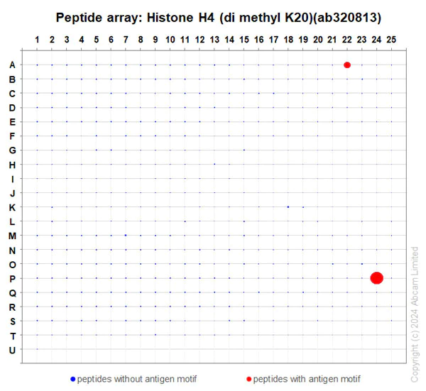 Peptide Array - Anti-Histone H4 (di methyl K20) antibody [EPR28338-29] (AB320813)