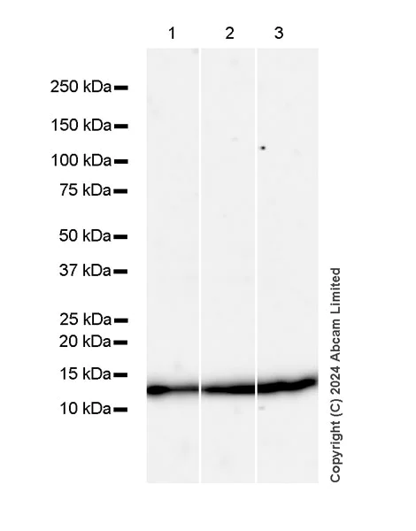Western blot - Anti-Histone H4 (di methyl K20) antibody [EPR28338-29] (AB320813)