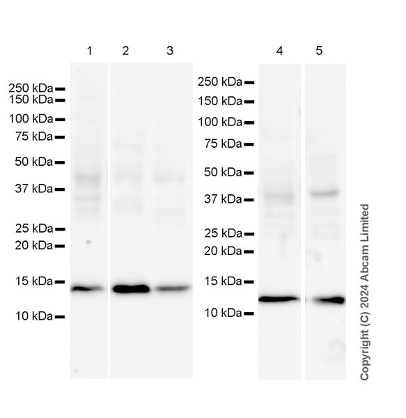 Western blot - Anti-Histone H4 (di methyl K20) antibody [EPR28338-29] (ab320813), expandable thumbnail