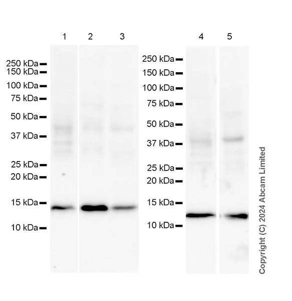 Western blot - Anti-Histone H4 (di methyl K20) antibody [EPR28338-29] (AB320813)