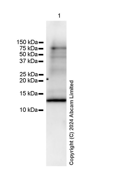 Western blot - Anti-Histone H4 (di methyl K20) antibody [EPR28338-29] (ab320813), expandable thumbnail