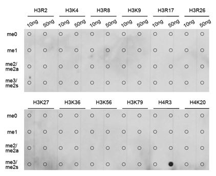 Dot Blot - Anti-Histone H4 (di methyl R3) antibody (AB194696), expandable thumbnail