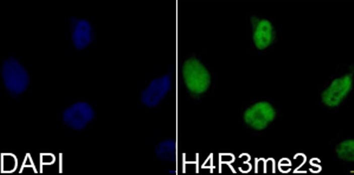 Immunocytochemistry/ Immunofluorescence - Anti-Histone H4 (di methyl R3) antibody (AB194696), expandable thumbnail