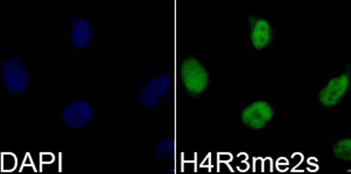 Immunocytochemistry/ Immunofluorescence - Anti-Histone H4 (di methyl R3) antibody (AB194696)