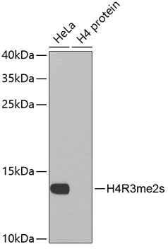Western blot - Anti-Histone H4 (di methyl R3) antibody (AB194696)