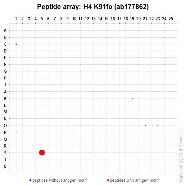 Peptide Array - Anti-Histone H4 (formyl K91) antibody [EPR18083] - BSA and Azide free (AB250005), expandable thumbnail