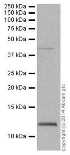 Western blot - Anti-Histone H4 (formyl K91) antibody [EPR18083] - BSA and Azide free (AB250005), expandable thumbnail