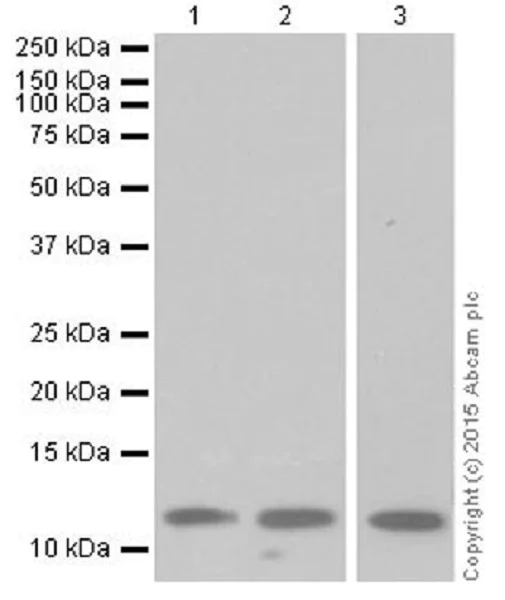 Western blot - Anti-Histone H4 (methyl R67) antibody [EPR18914] (AB177827)