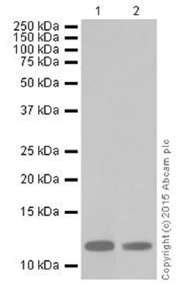 Western blot - Anti-Histone H4 (methyl R67) antibody [EPR18914] (AB177827)