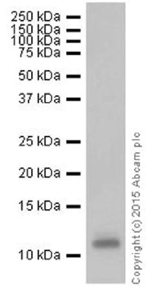 Western blot - Anti-Histone H4 (methyl R67) antibody [EPR18914] (AB177827)