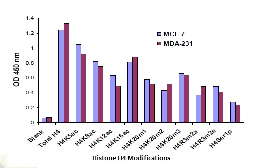 Functional Studies - Histone H4 Modification Multiplex Assay Kit (Colorimetric) (AB185914), expandable thumbnail