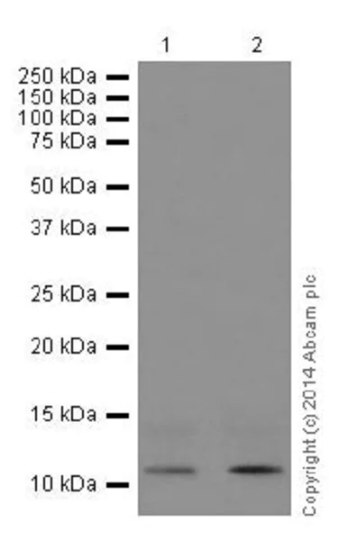 Western blot - Anti-Histone H4 (mono methyl K16) antibody [EPR17910] (AB177849)