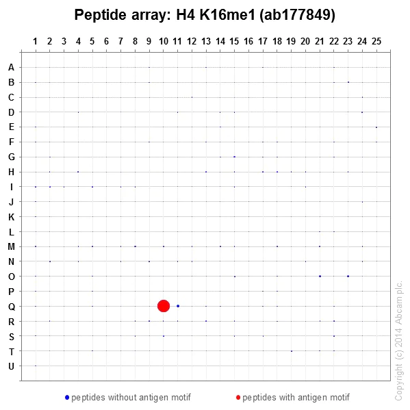 Peptide Array - Anti-Histone H4 (mono methyl K16) antibody [EPR17910] - BSA and Azide free (AB250003)