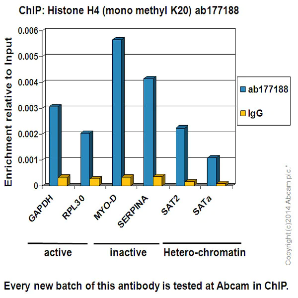 ChIP - Anti-Histone H4 (mono methyl K20) antibody [EPR16999] - BSA and Azide free (AB239412)