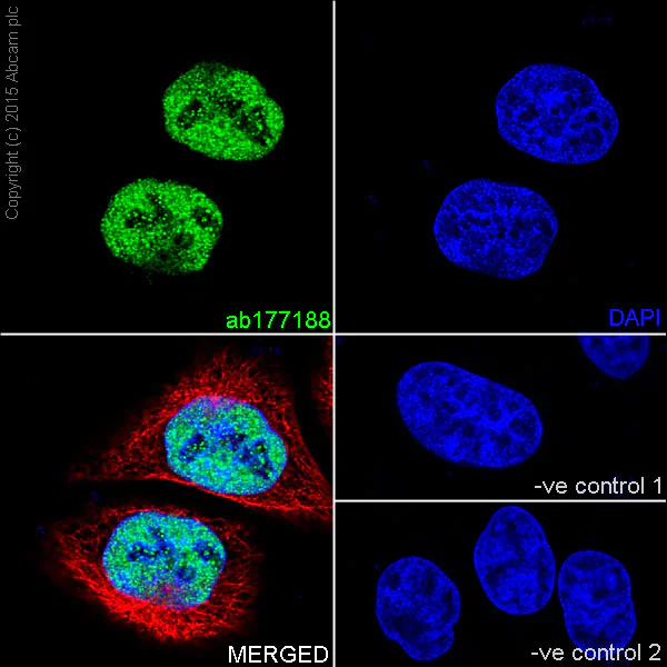 Immunocytochemistry/ Immunofluorescence - Anti-Histone H4 (mono methyl K20) antibody [EPR16999] - BSA and Azide free (AB239412)