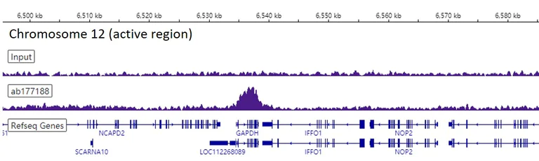 ChIP-sequencing - Anti-Histone H4 (mono methyl K20) antibody [EPR16999] - ChIP Grade (AB177188)