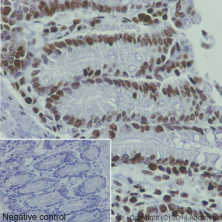 Immunohistochemistry (Formalin/PFA-fixed paraffin-embedded sections) - Anti-Histone H4 (mono methyl K20) antibody [EPR16999] - ChIP Grade (AB177188)