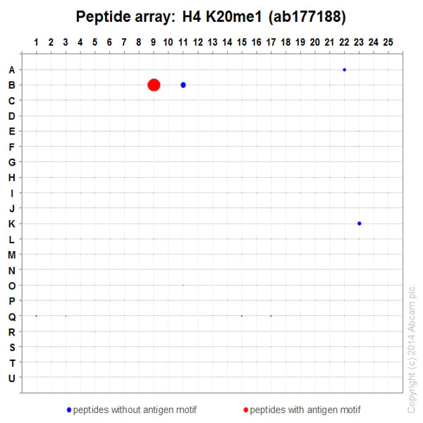 Peptide Array - Anti-Histone H4 (mono methyl K20) antibody [EPR16999] - ChIP Grade (AB177188)